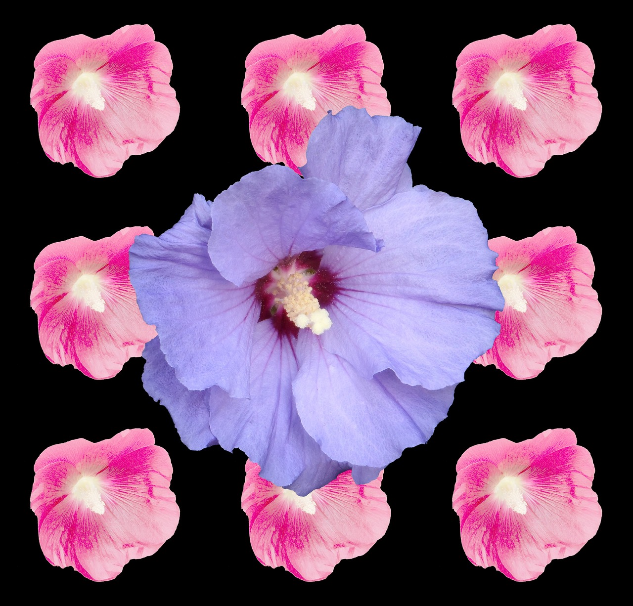 hibiscus marshmallow mallow free photo