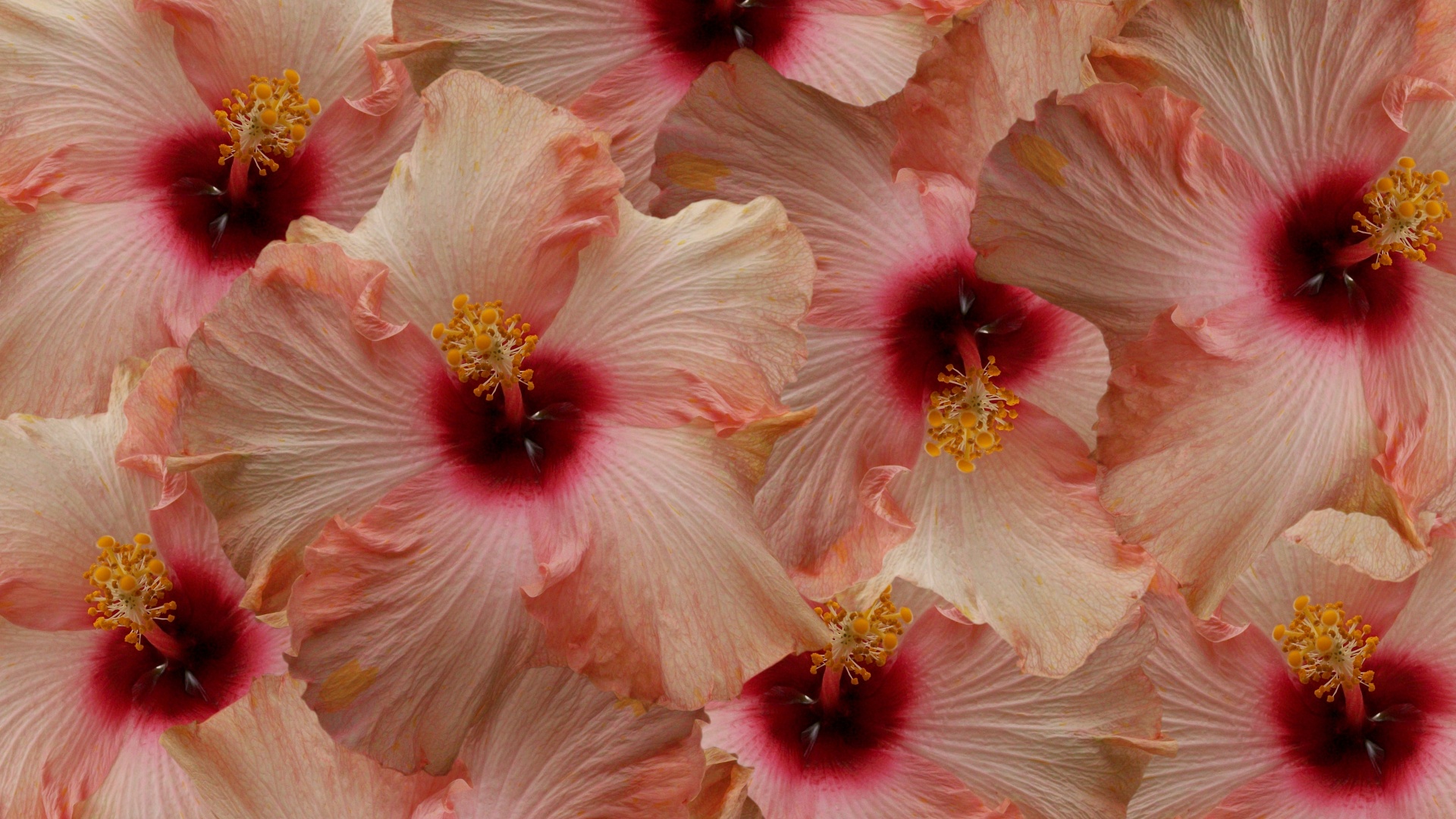 beautiful hibiscus flower free photo