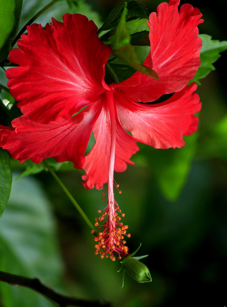 hibiscus red bloom free photo
