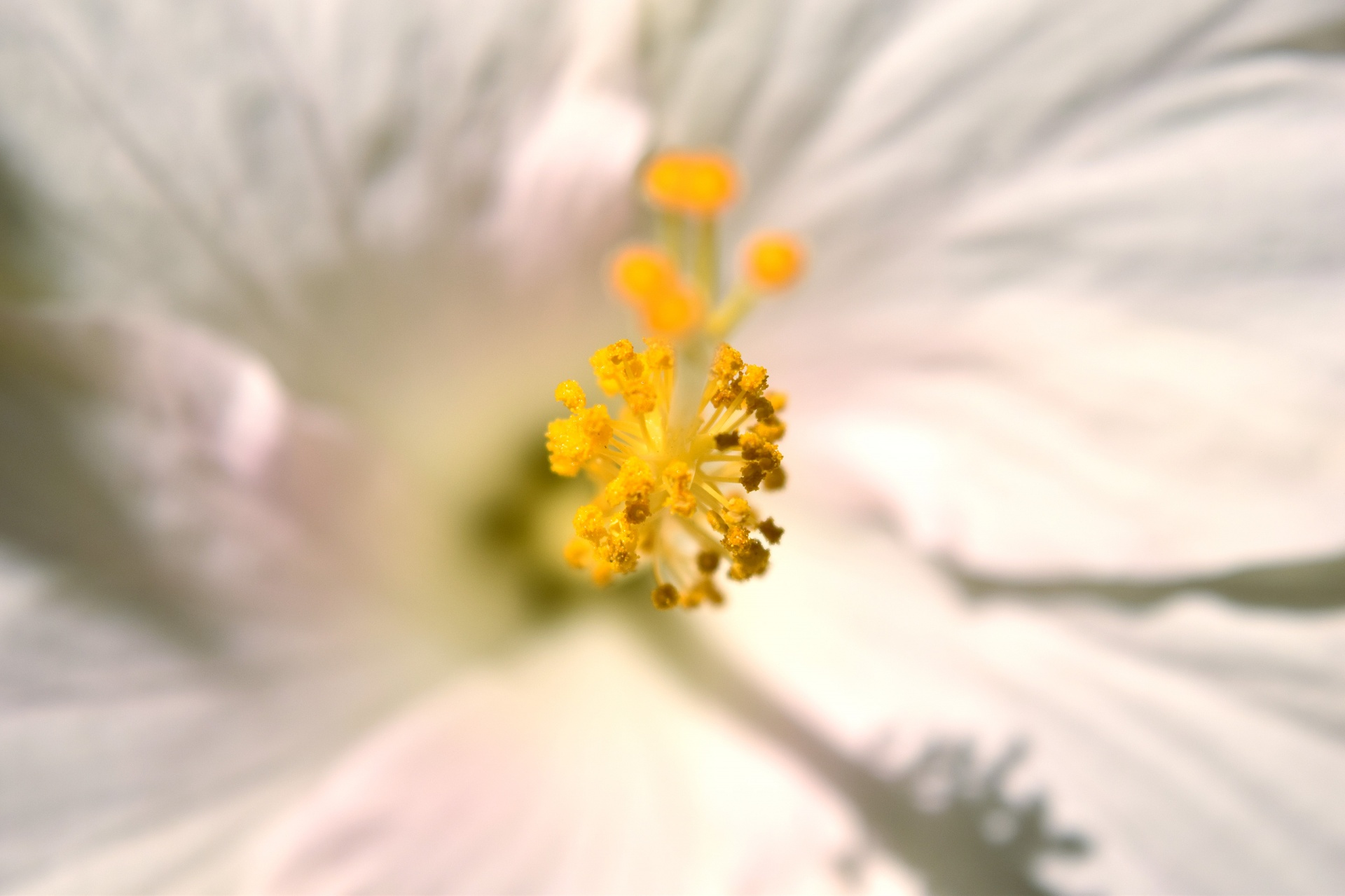 hibiscus macro flower free photo