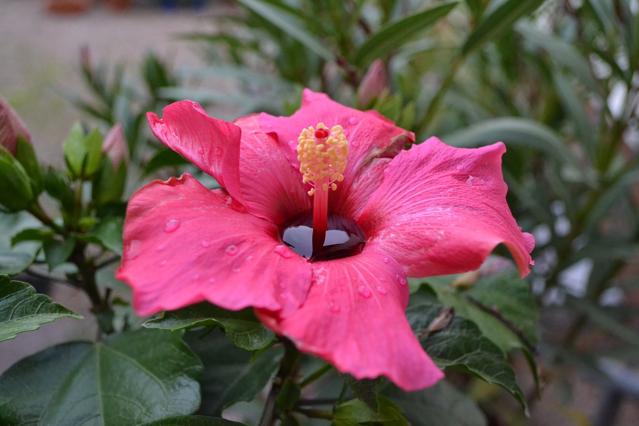 hibiscus flowers pink free photo