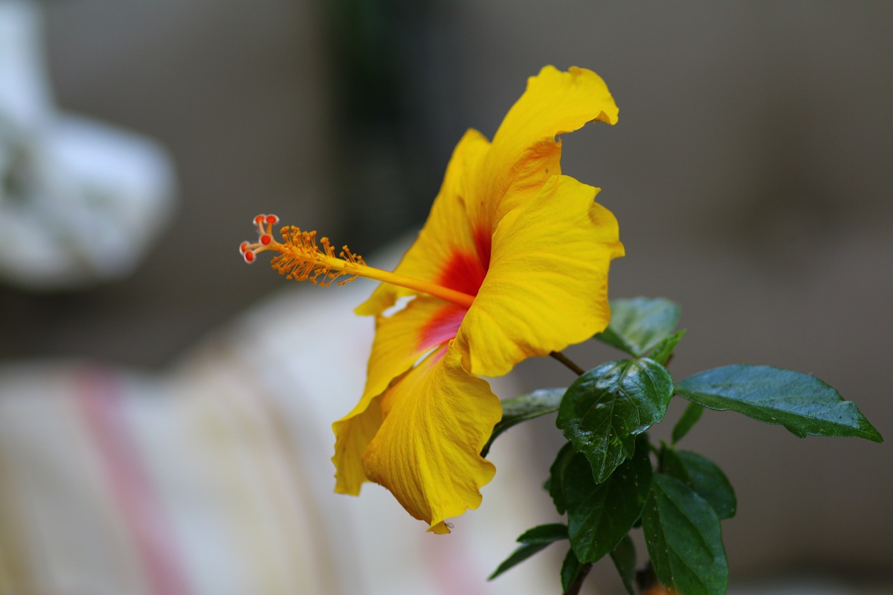 hibiscus yellow exotic flower free photo