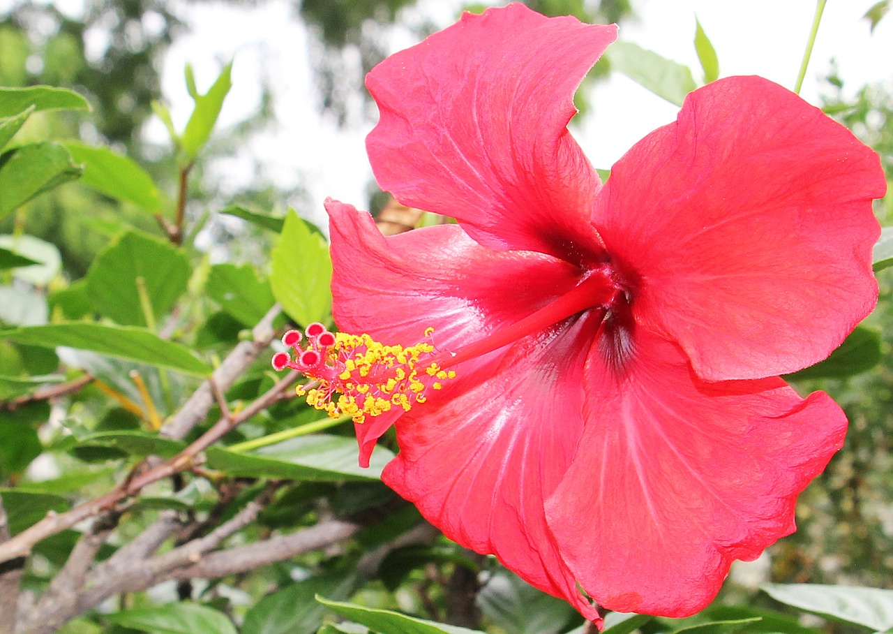 hibiscus flower mallow free photo