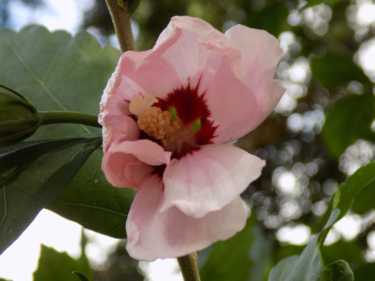 hibiscus mallow pink free photo