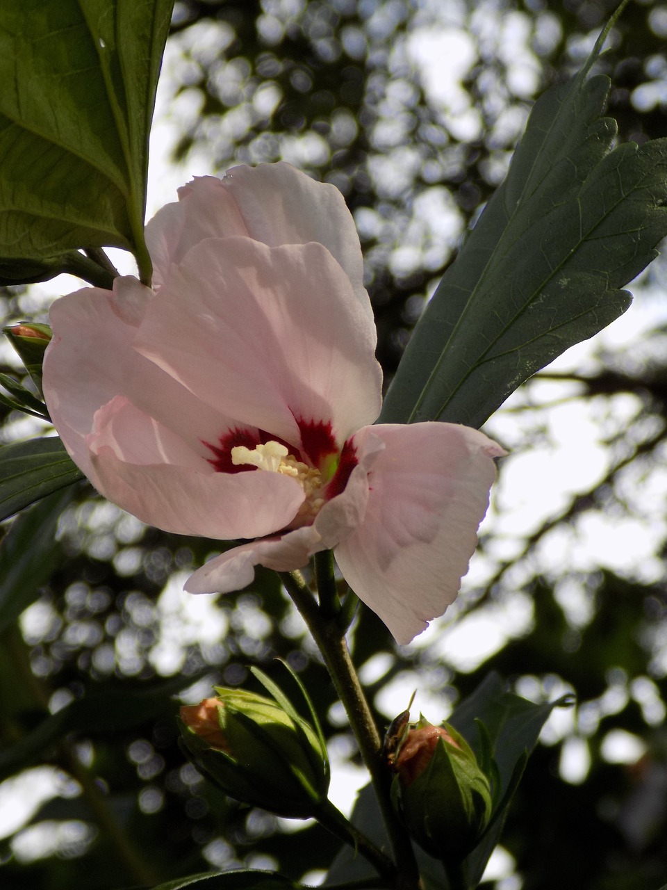 hibiscus mallow pink free photo