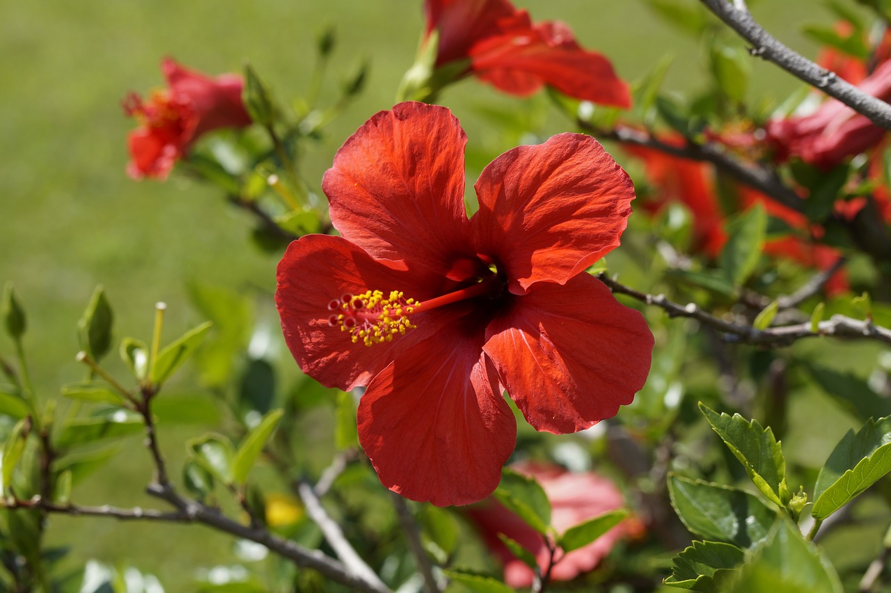 hibiscus red blossom free photo