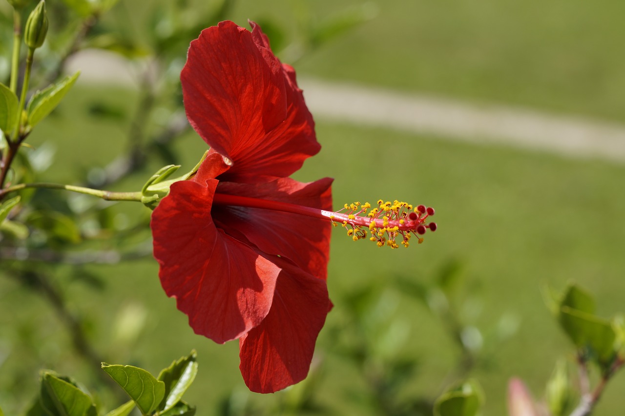 hibiscus red blossom free photo