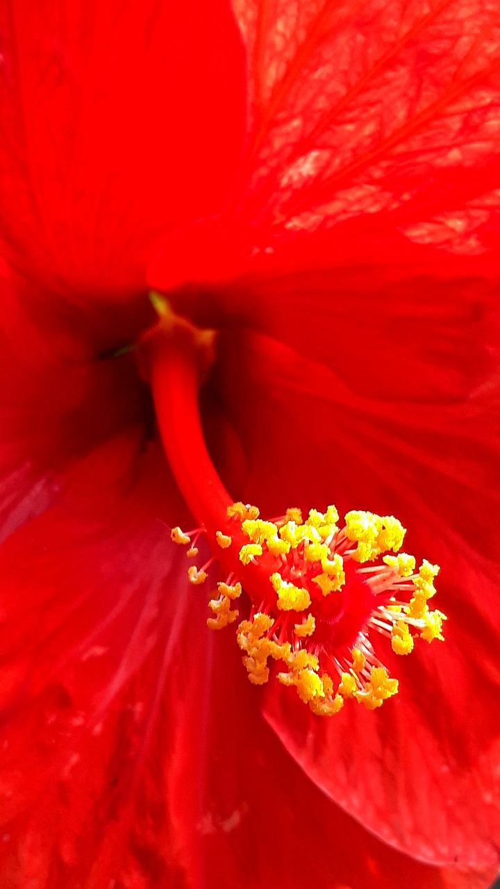 hibiscus texture plant free photo