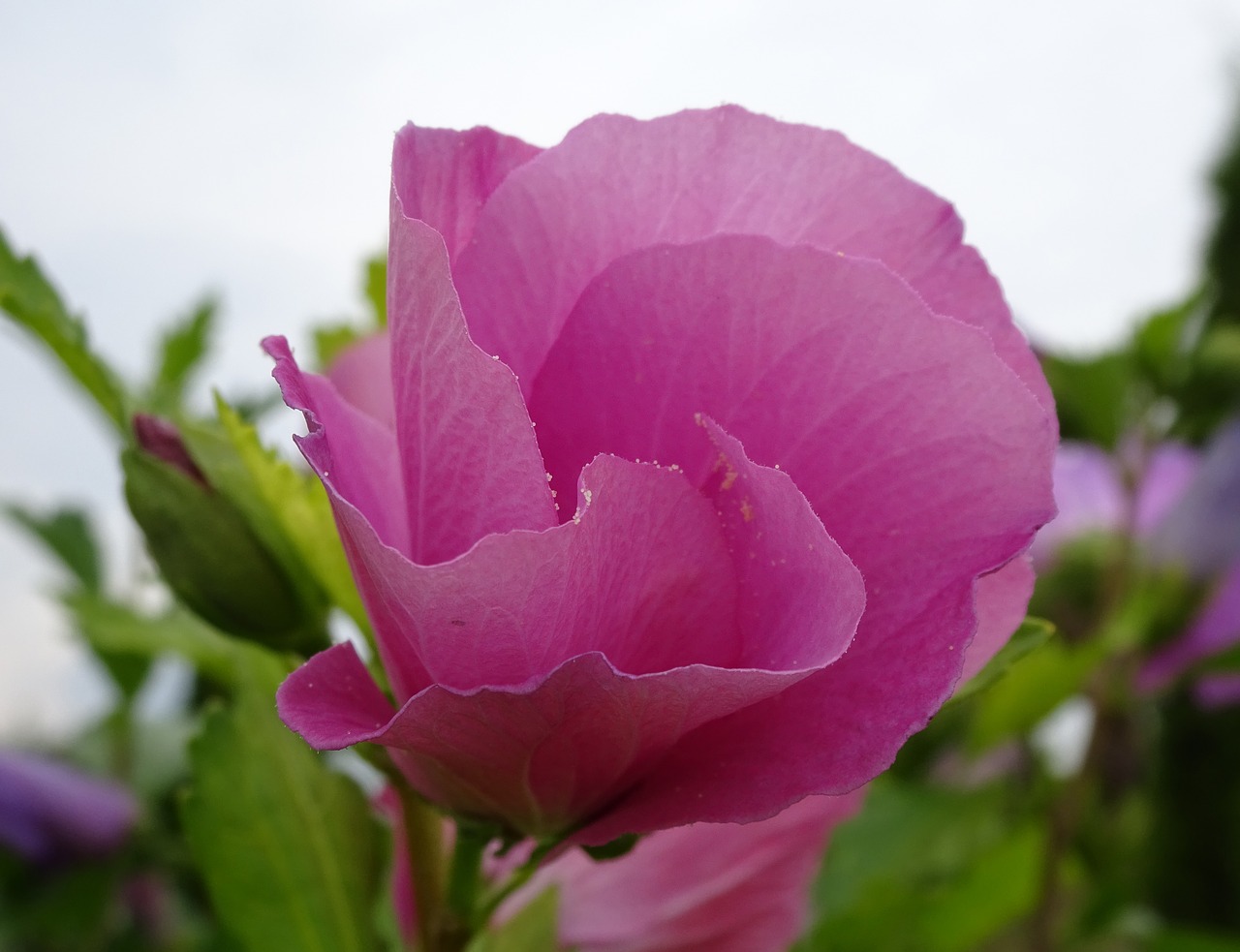 hibiscus pink garden free photo