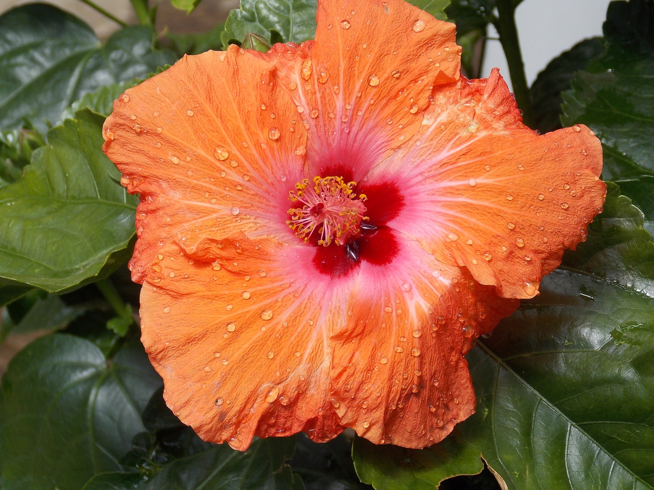 hibiscus flower orange free photo