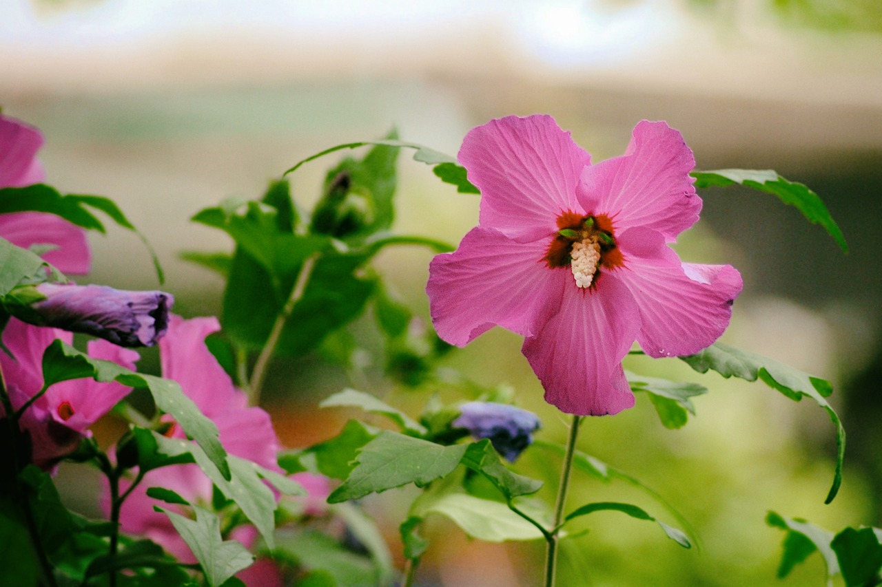 hibiscus pink blossom free photo