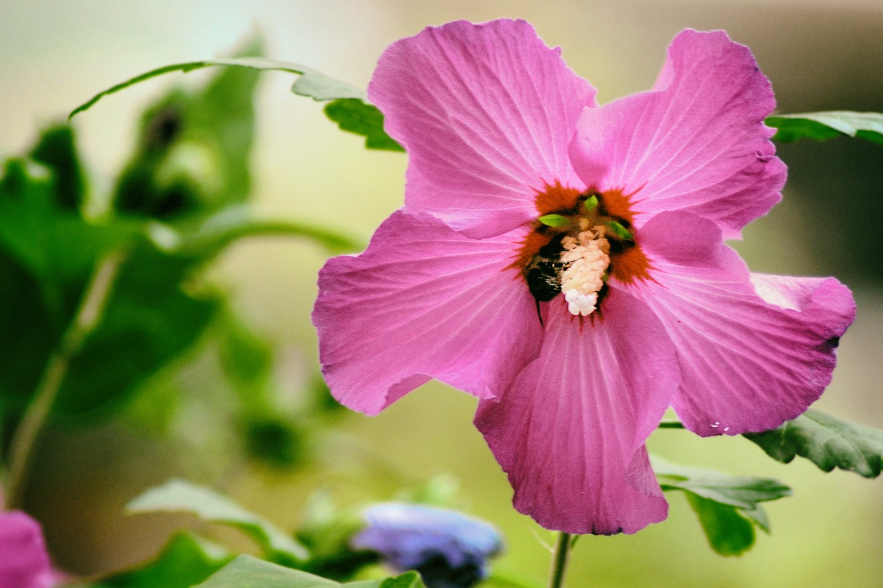 hibiscus pink blossom free photo