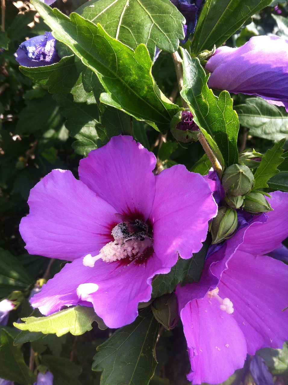 hibiscus flower mallow free photo