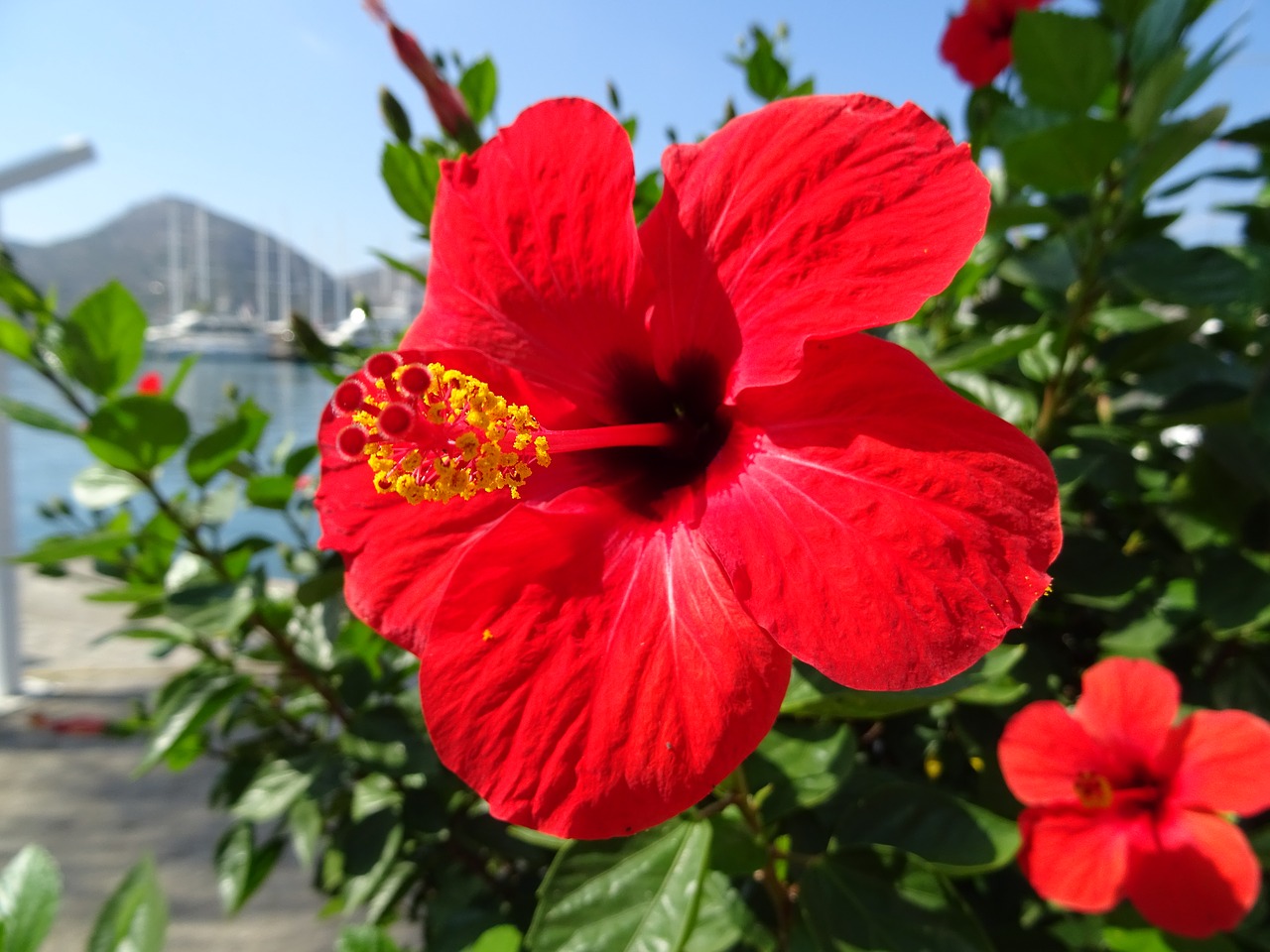 hibiscus red blossom free photo