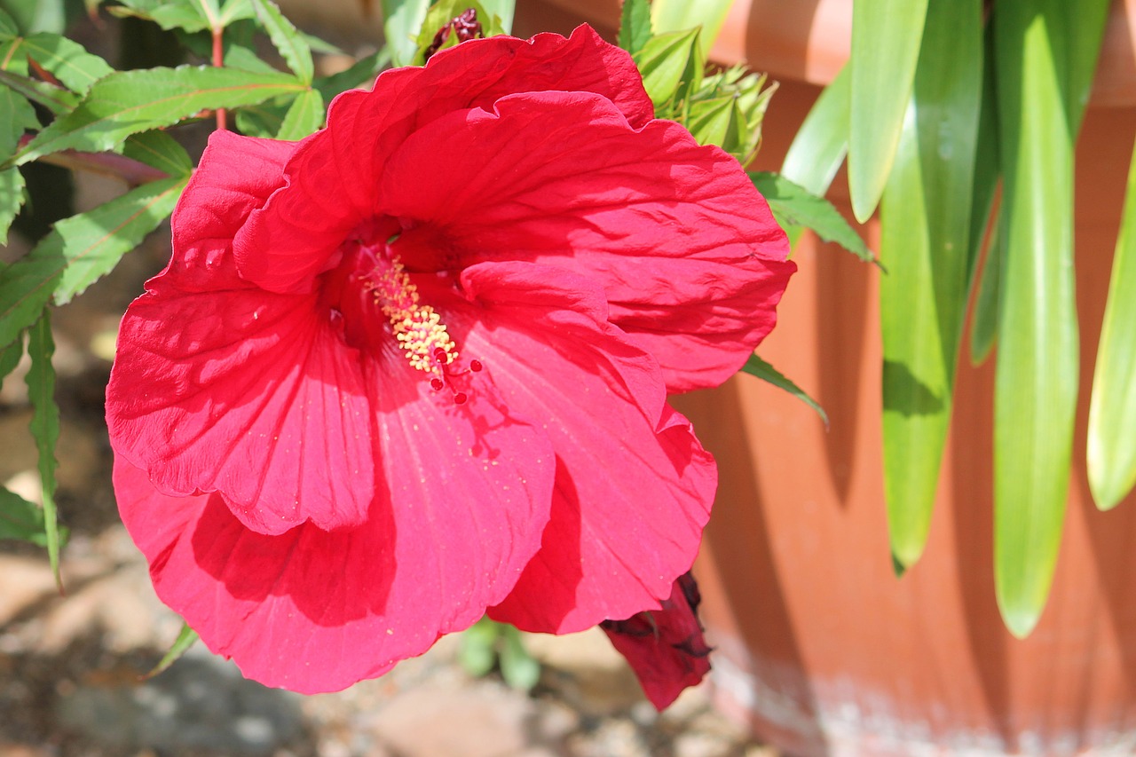 hibiscus giant hibiscus pink free photo