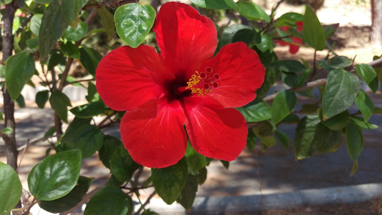 hibiscus flower red free photo