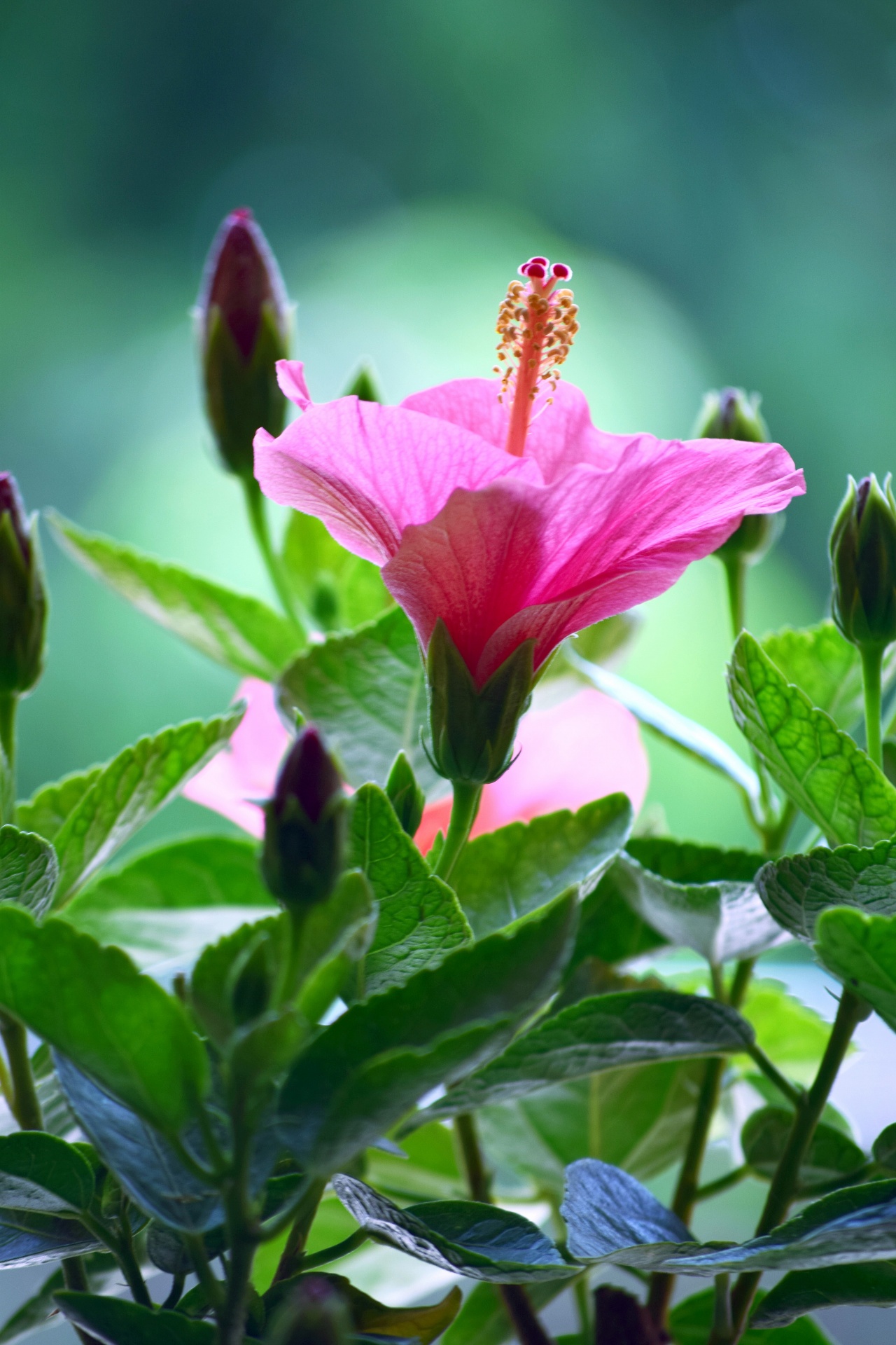 hibiscus flower red free photo