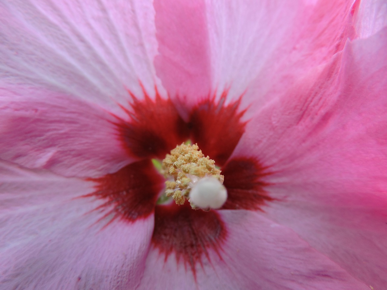 hibiscus hibisceae pink flower free photo