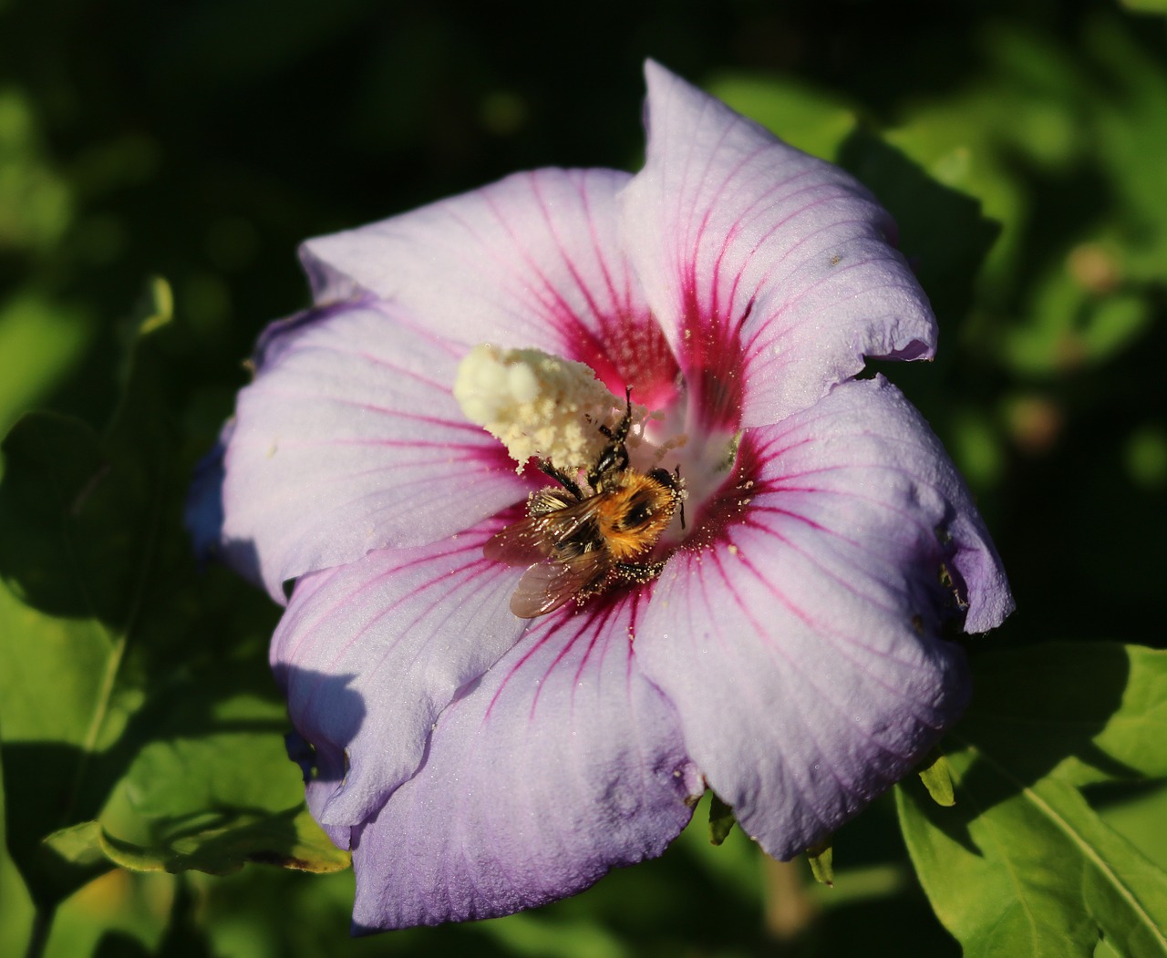 hibiscus bee pistil free photo