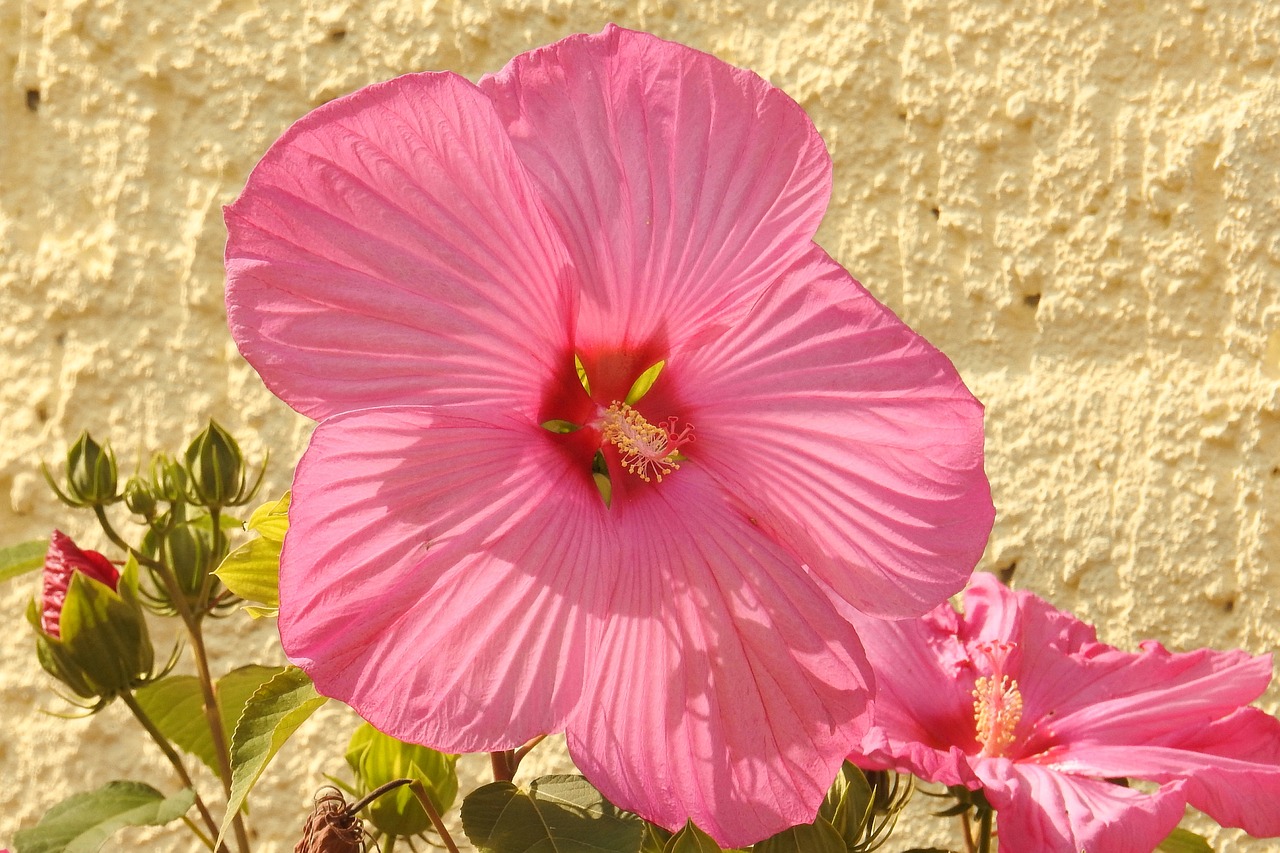 hibiscus hibiscus flower giant hibiscus free photo