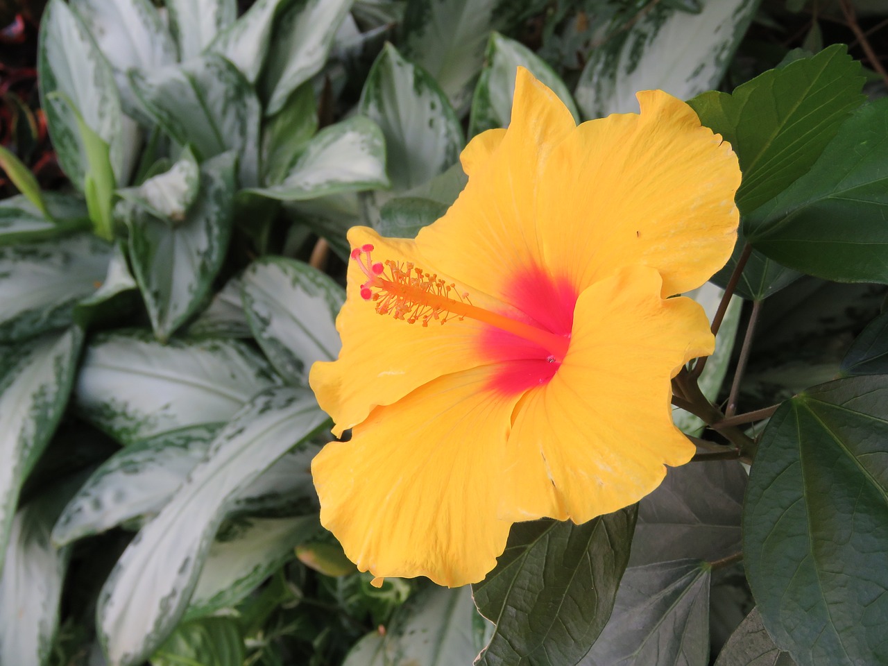 hibiscus flower plant free photo