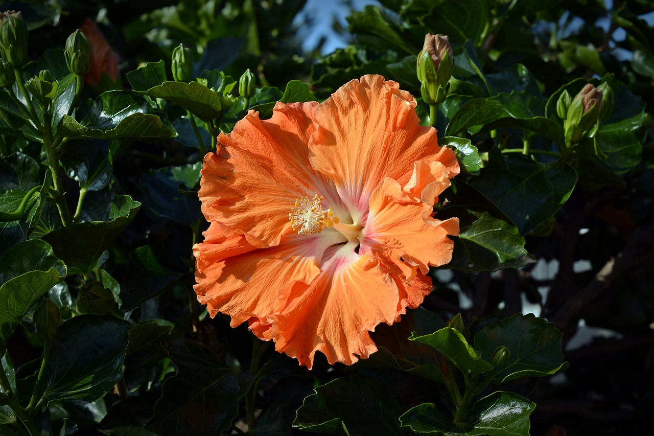 hibiscus blossom bloom free photo