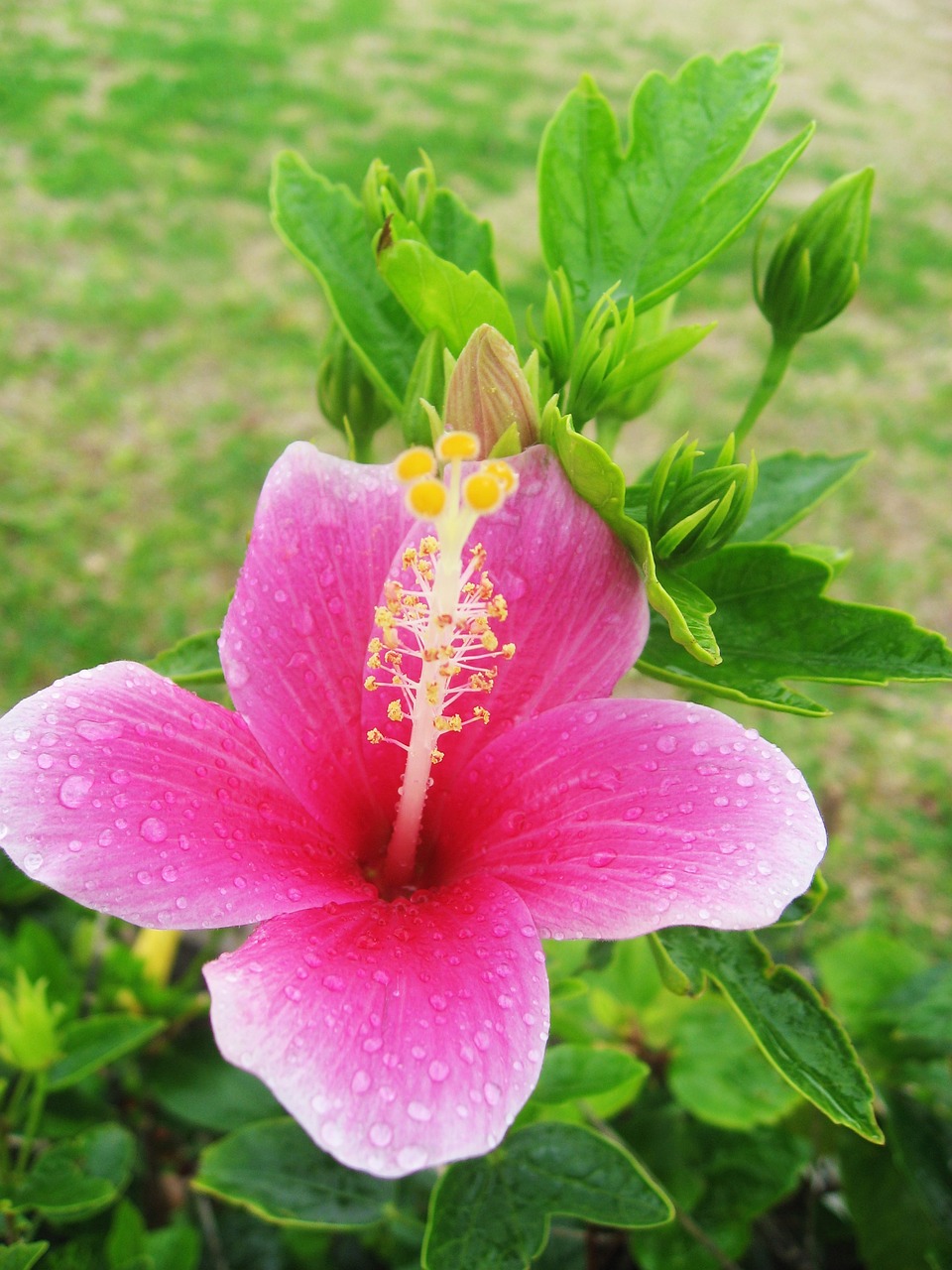 hibiscus pink yellow free photo