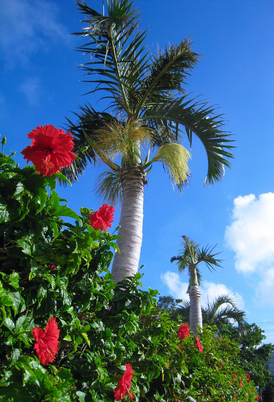 hibiscus flowers red free photo