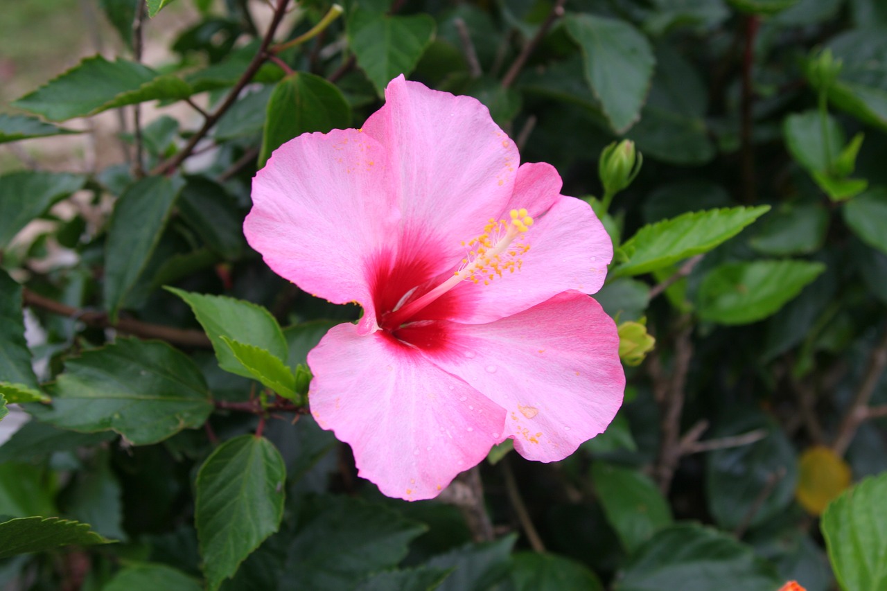 hibiscus pink refreshing free photo