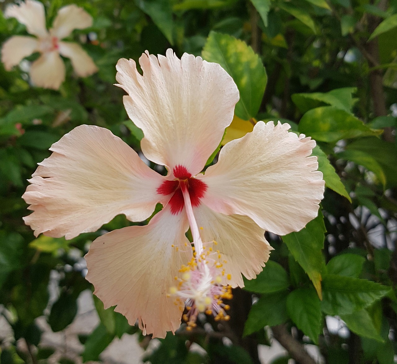 hibiscus flower petal free photo