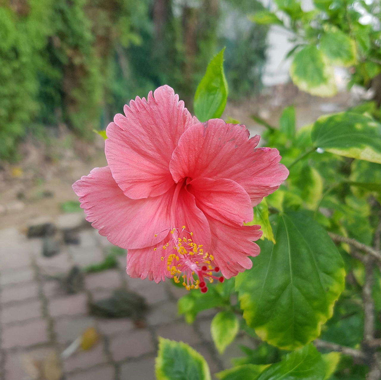 hibiscus pink plant free photo