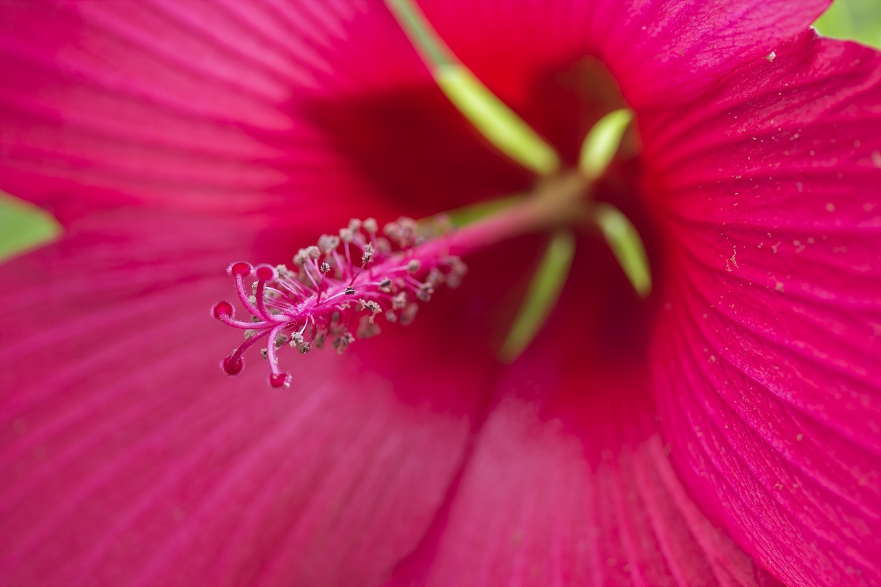 hibiscus pink flower free photo