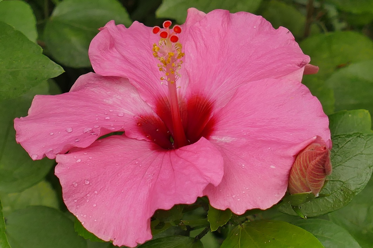 hibiscus flower pink free photo