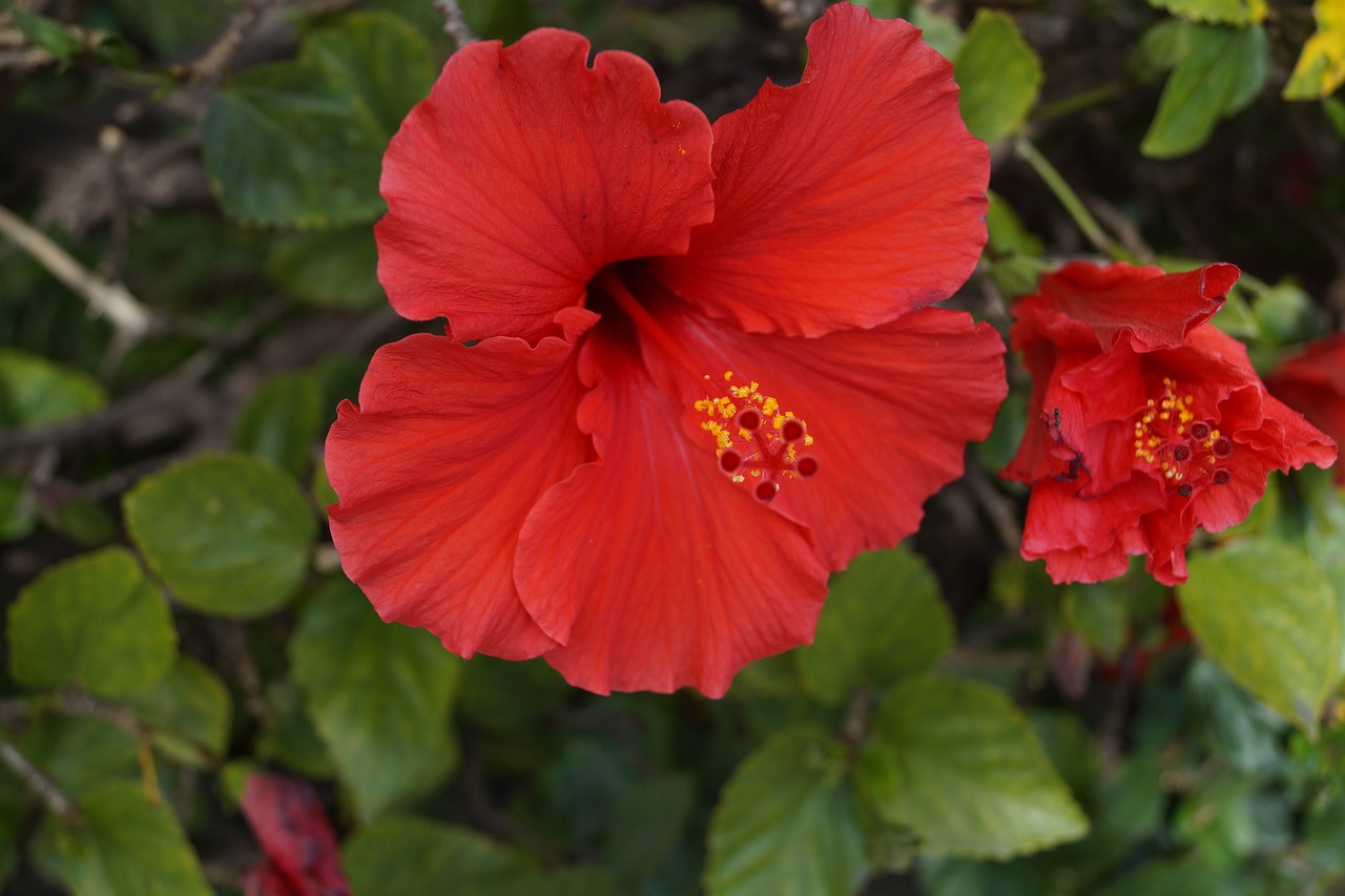 hibiscus flowers red free photo