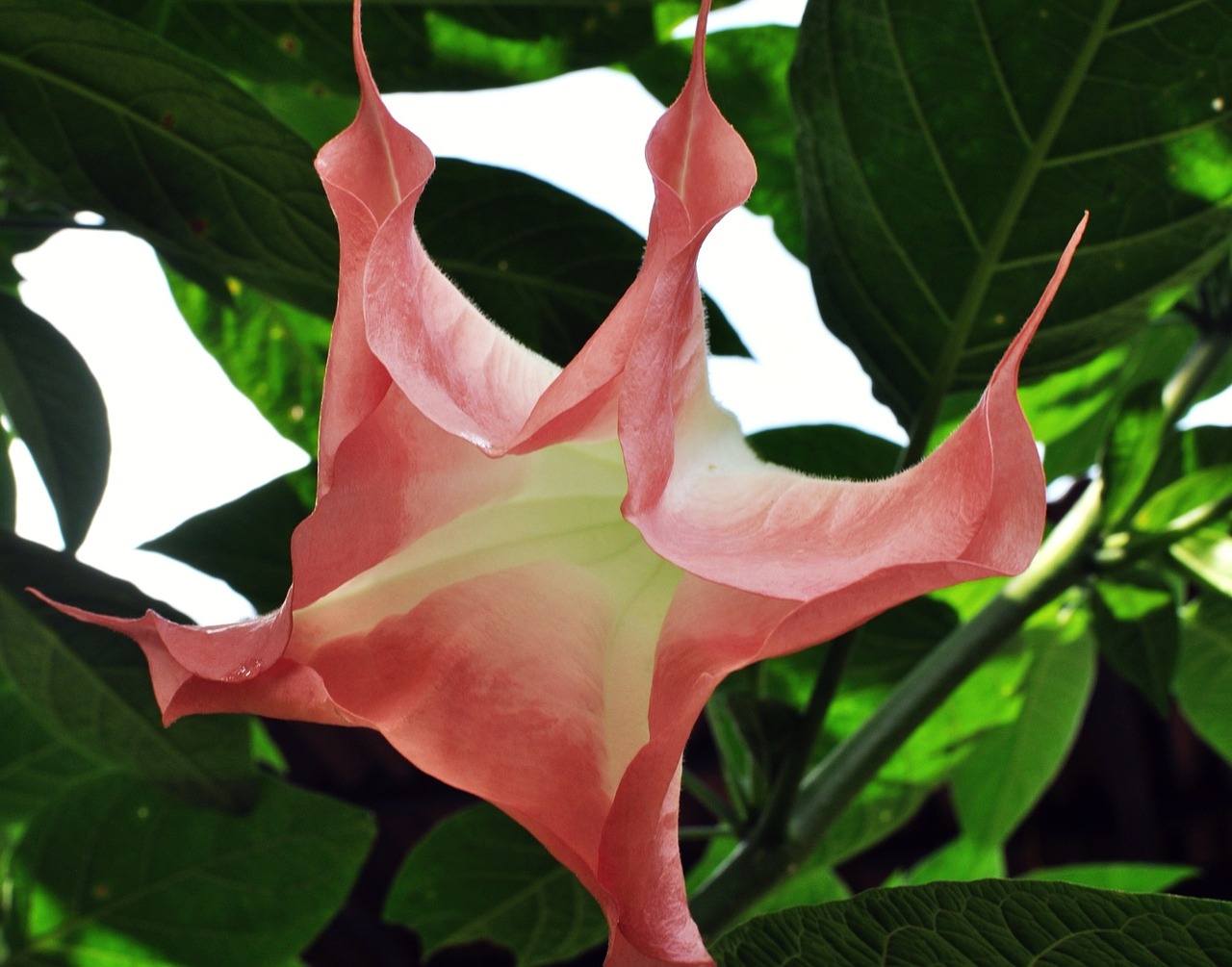 hibiscus floral plant free photo