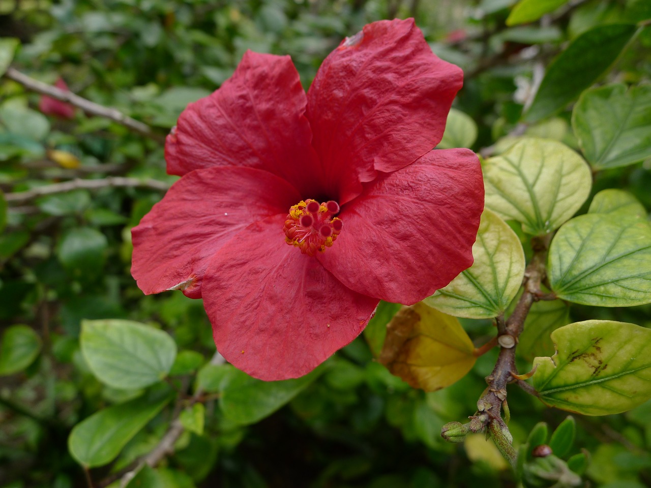 hibiscus flowers red free photo