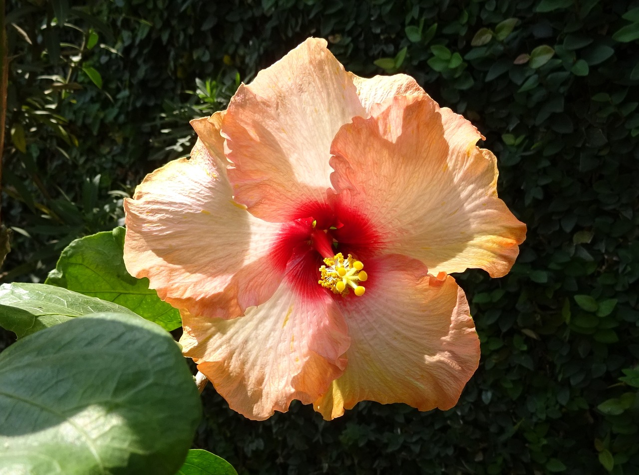 hibiscus peach flower free photo