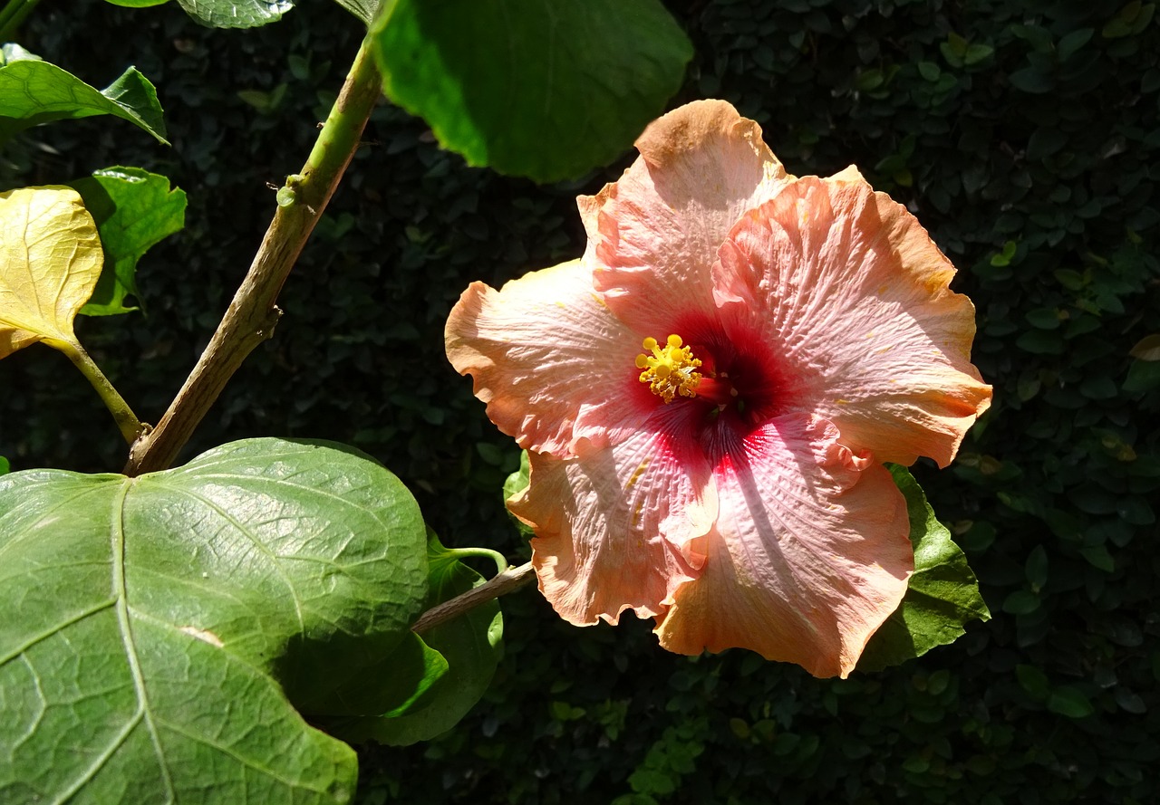 hibiscus peach flower free photo