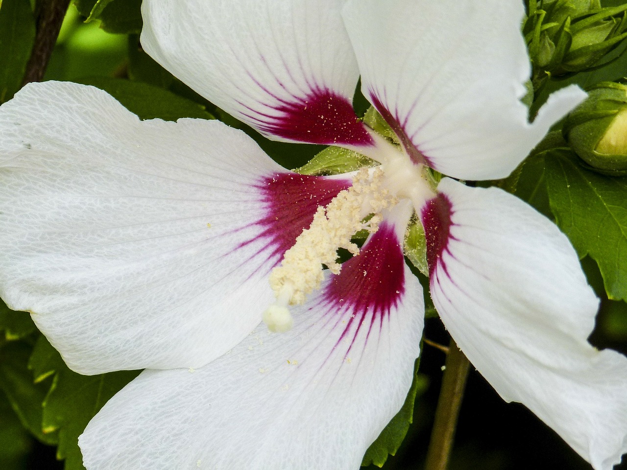 hibiscus hibiscus moscheutos plant free photo