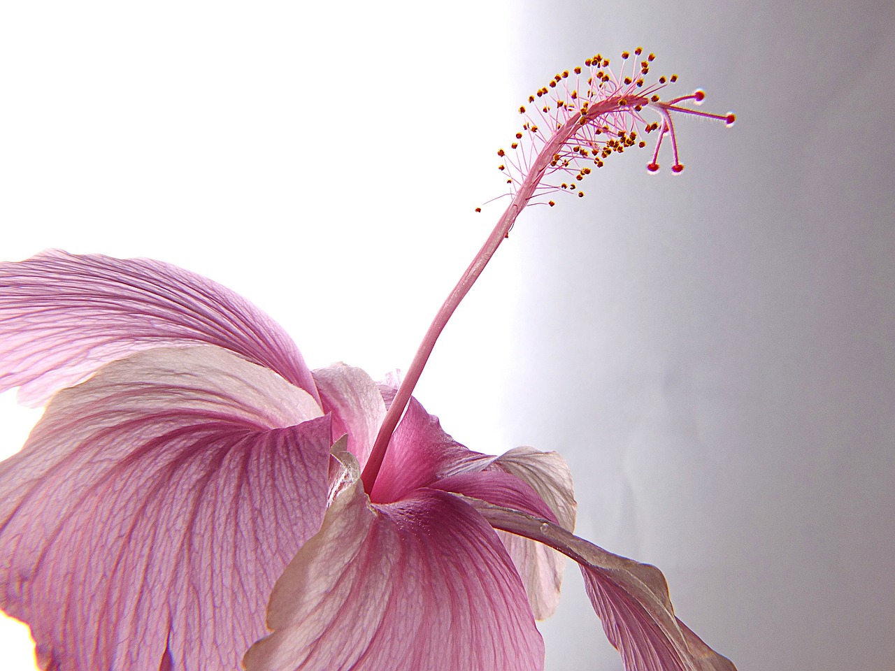 hibiscus blossom bloom free photo