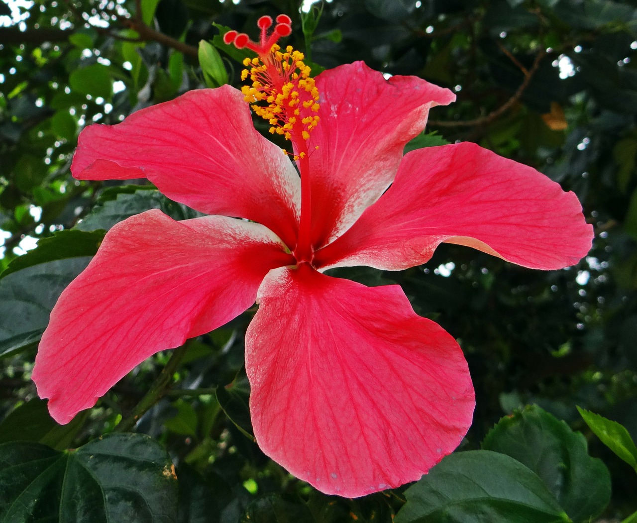 hibiscus india floral free photo