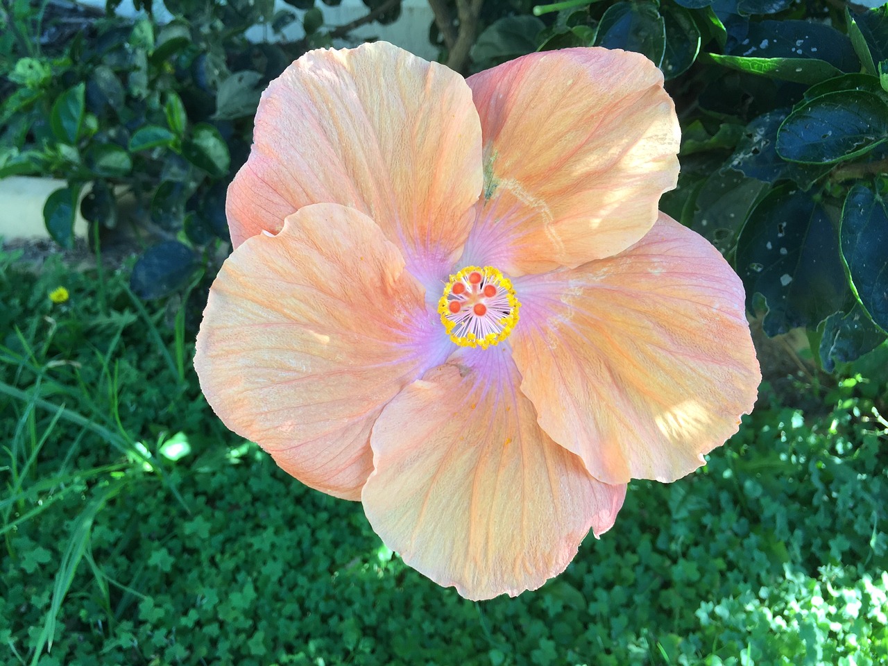 hibiscus flower australia free photo