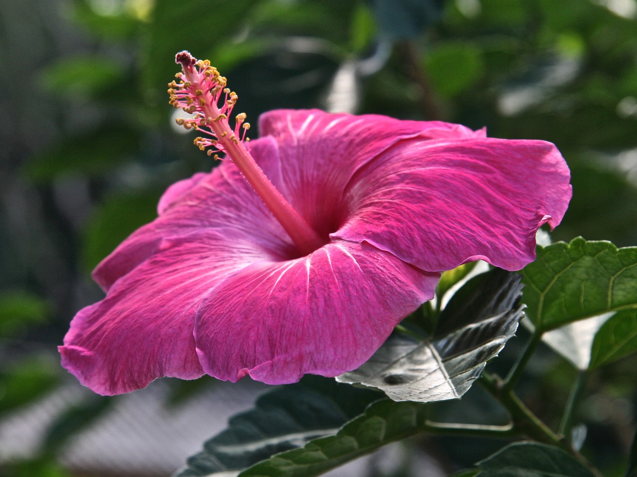 hibiscus flower pink free photo