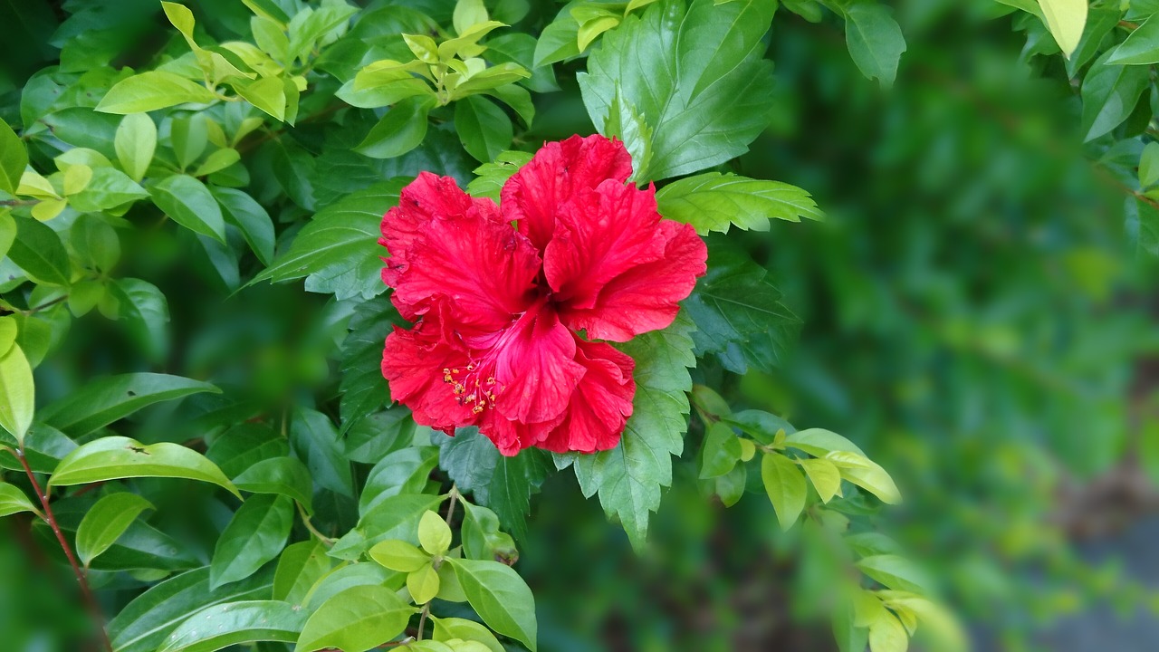 hibiscus fuso big red flowers free photo