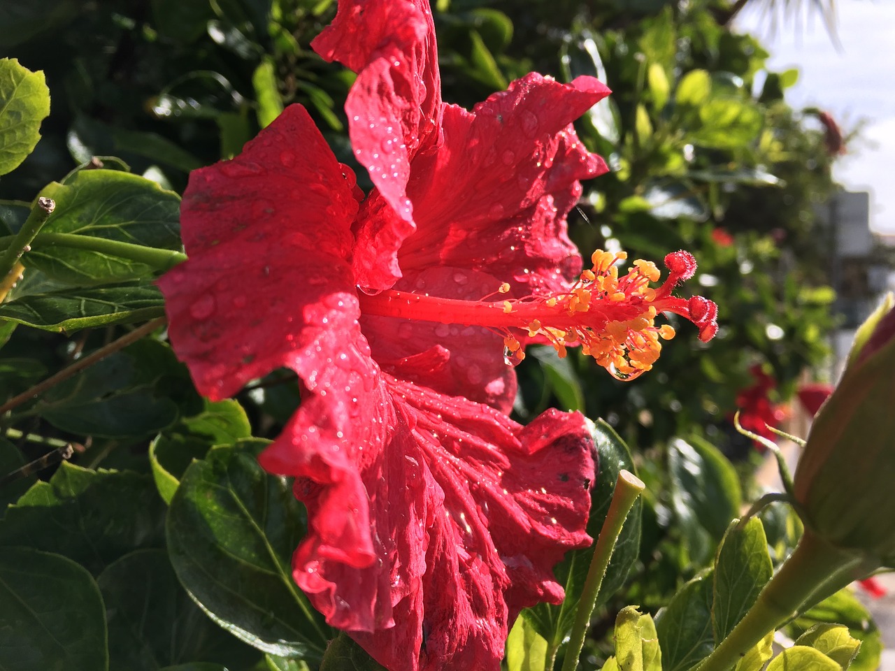 hibiscus flower flowers free photo