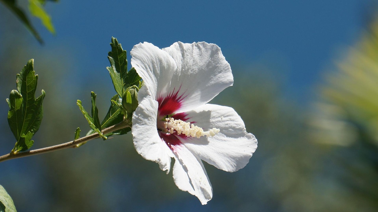 hibiscus blossom bloom free photo