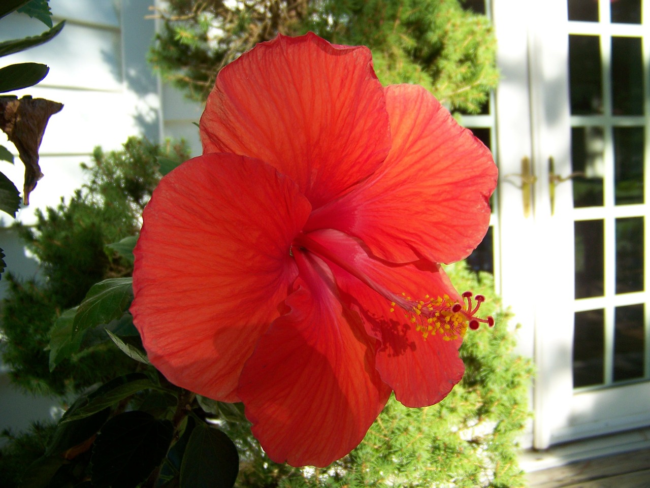 hibiscus red flowers free photo