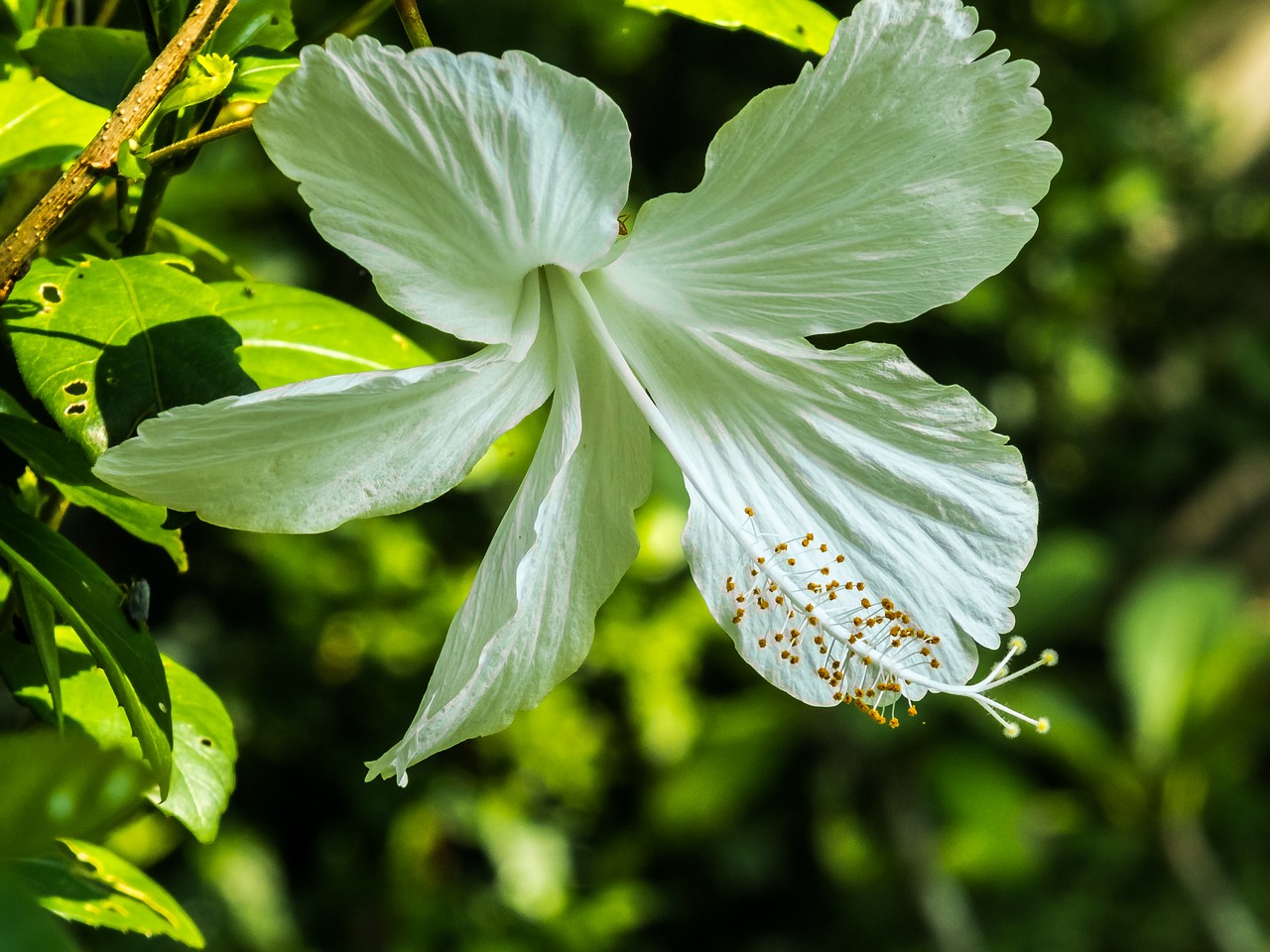 hibiscus flower blossom free photo