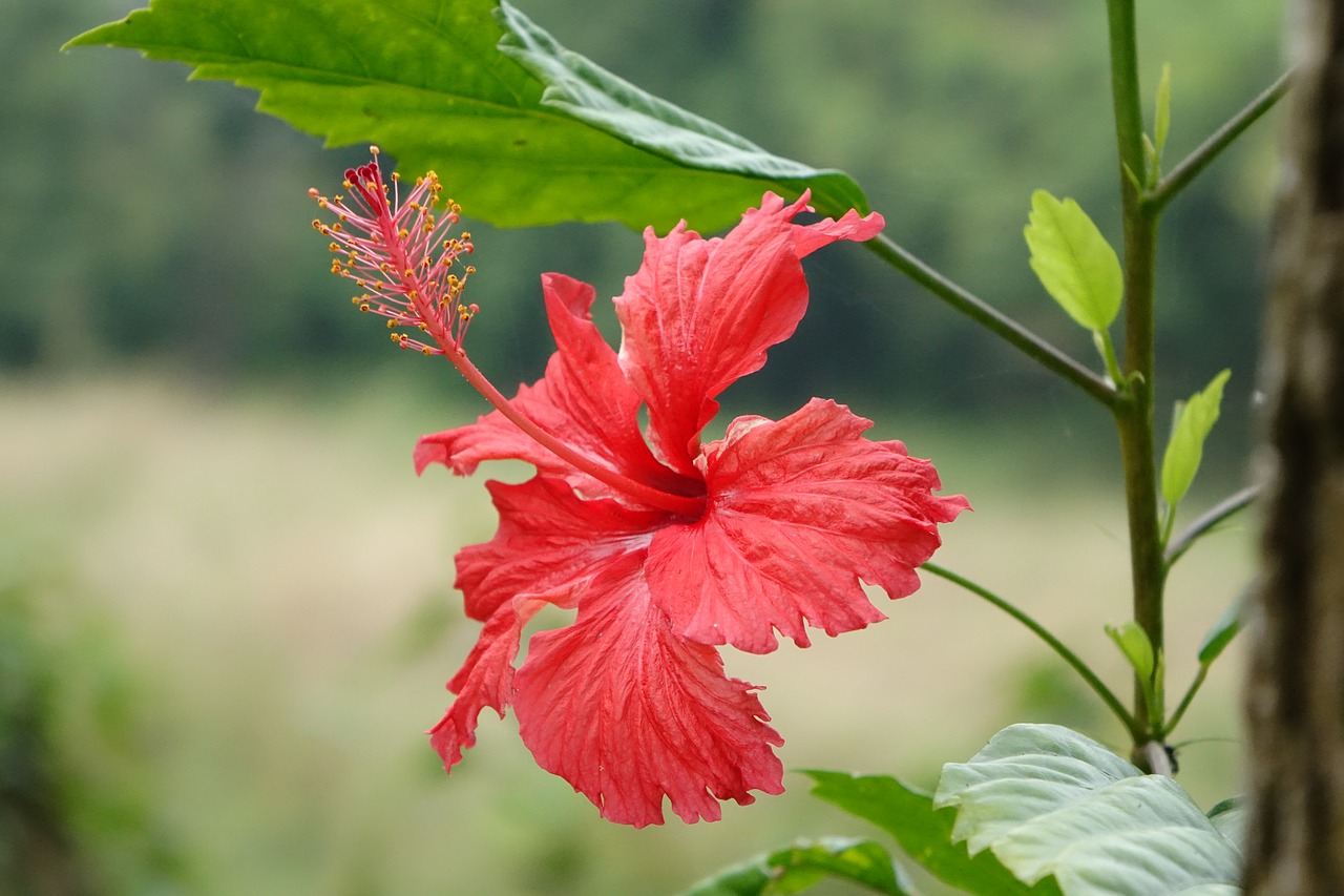 hibiscus fuso china roses free photo