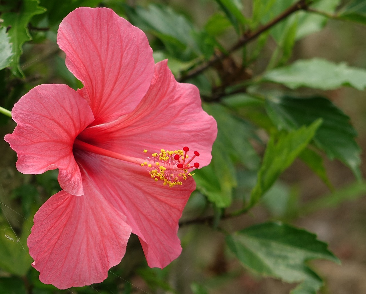 hibiscus fuso china roses free photo